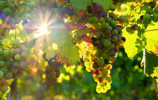 Fresh healthy grapes online
