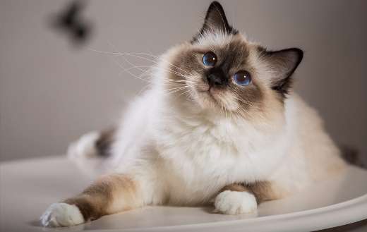 Birma cat online