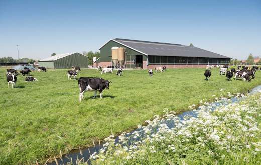 Cows dutch meadow sunny summer day