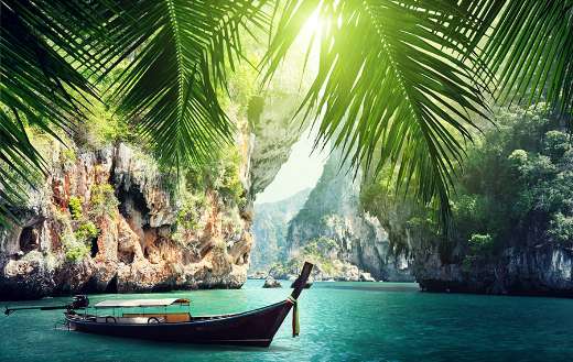 Coconut palm tree Thailand