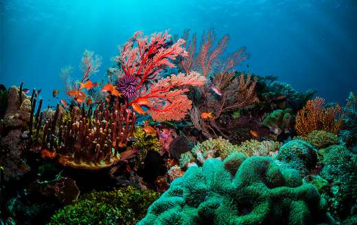 Colorful coral reefs - Online Jigsaw Puzzles