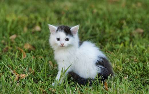 Fluffy kitten grass