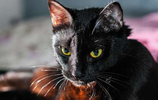 Black cat pet online
