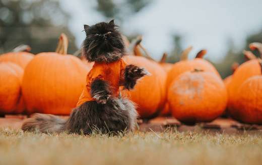 Halloween black cat orange costume