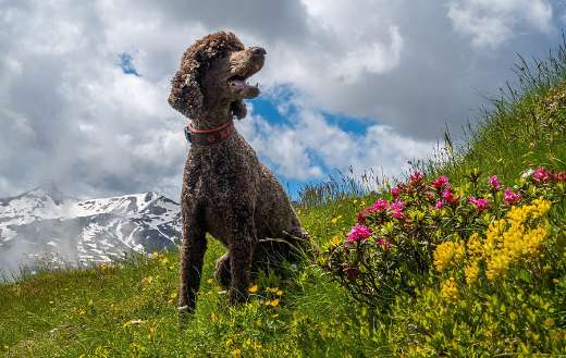 Meadow with poodle dog