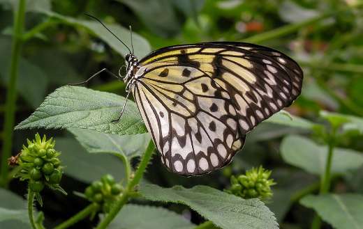 Yellowish and white color butterfly insect