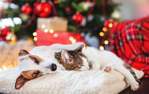 Pets safe christmas holiday