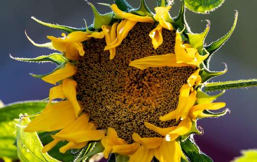 Beautiful sunflower image