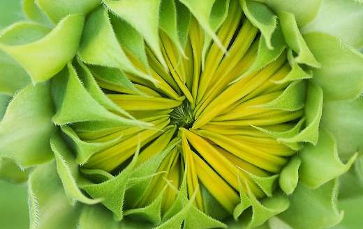 Sunflower bud online