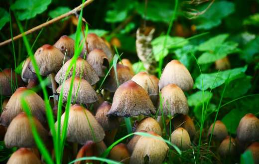 A bunch mushroom fungi