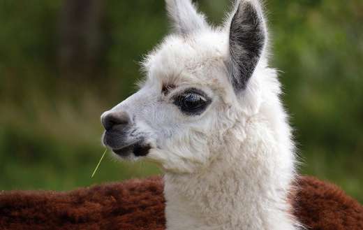 Alpaca lama animal - Online Jigsaw Puzzles