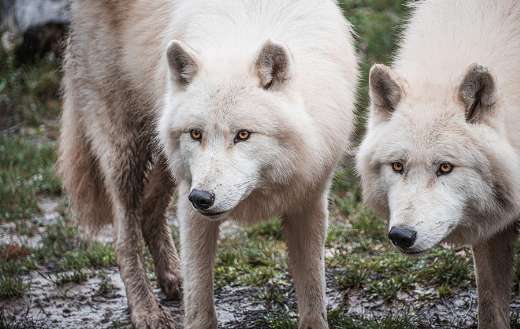 Arctic white wolves puzzle