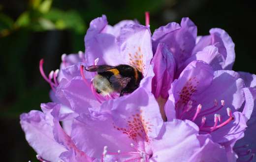 Bumble bee pollination rhododendron flower