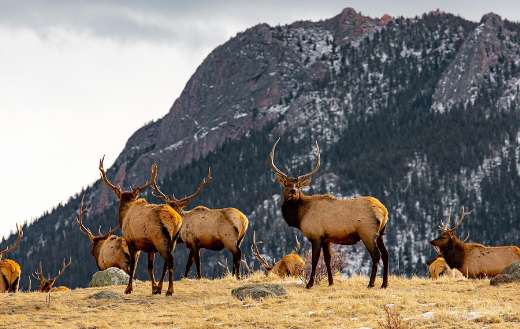 Elks antlers group