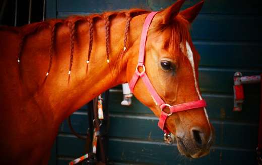 Horse riding braided hair