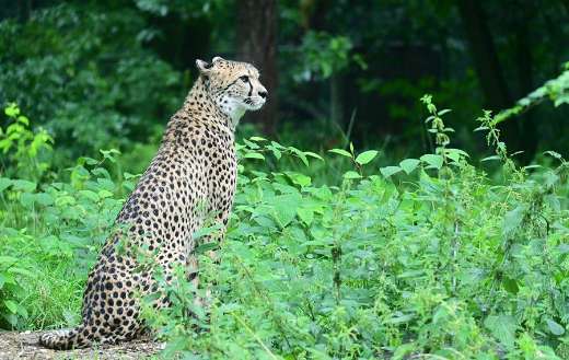 Jaguar leopard predator animal