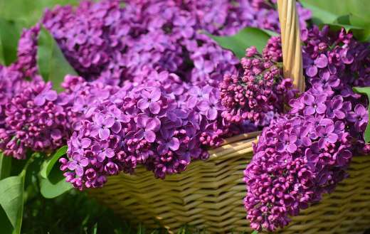 Lilac blossoms in basket
