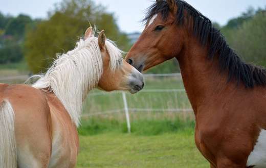 Playing horses - Online Jigsaw Puzzles