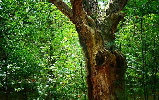 Stump tree trunk tribe