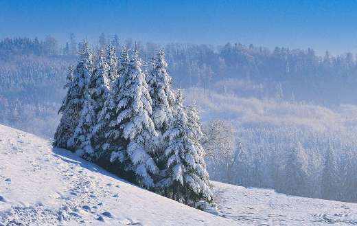 Winter nature become white
