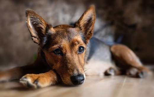 Domestic dog animal