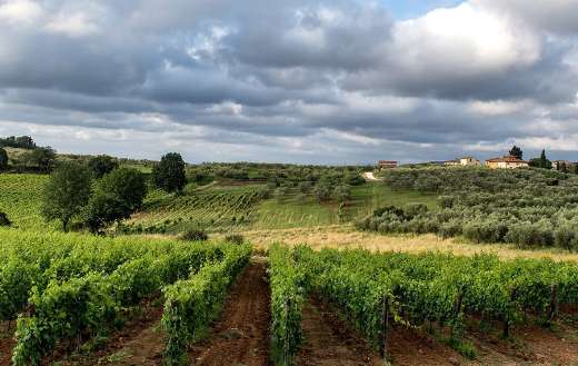 Winery viticulture agriculture