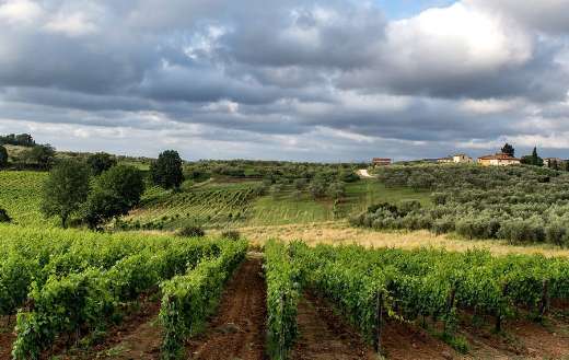 Winery viticulture agriculture - Online Jigsaw Puzzles