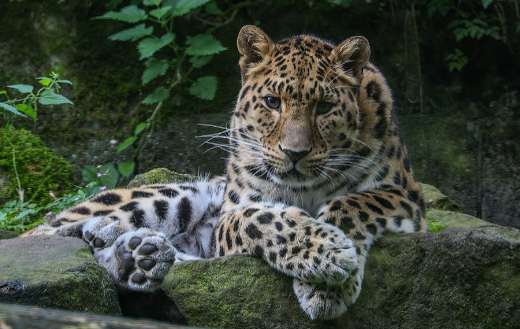 Zoo leopard animal - Online Jigsaw Puzzles