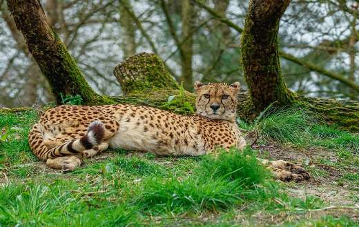 Feline mammal cheetah
