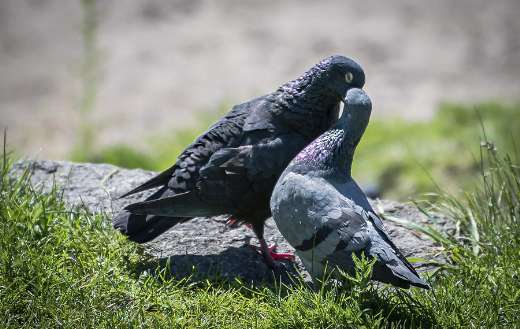 Two pigeons lovers