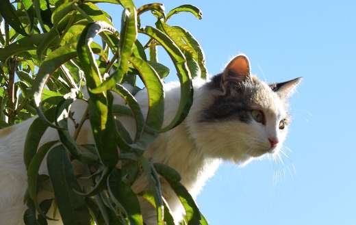 White cat 1 online