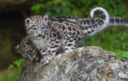 Baby snow leopards cubs - Online Jigsaw Puzzles