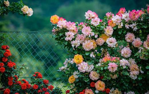 Variety of roses fence climbing