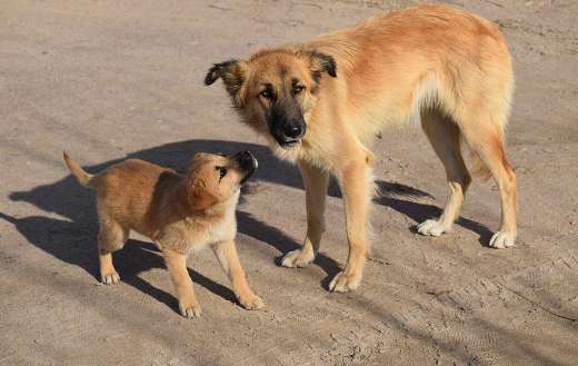 Puppy and mama dog