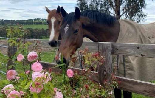 Thoroughbred horses