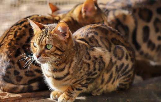 Feline cat animal 2