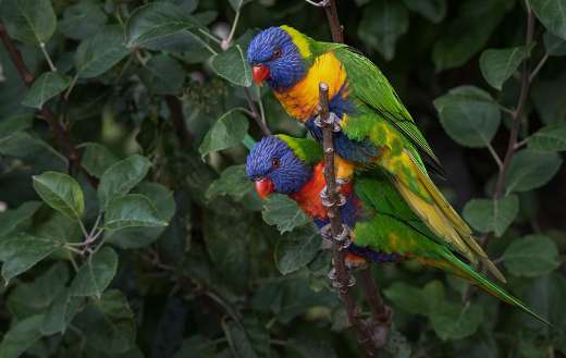 Two rainbow lorikeet parrot