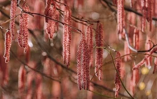 Spring nature tree