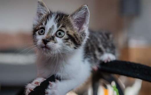 Kitten pet cat