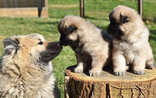 Puppies with mama