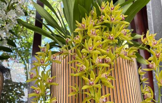 Boat orchid puzzle