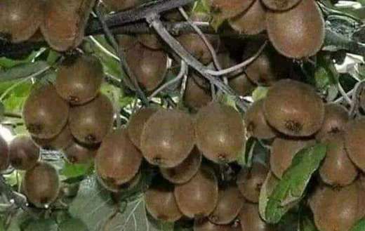 Rare kiwi fruits