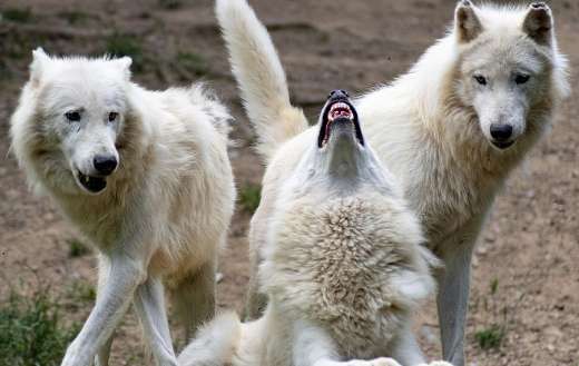 Three white big wolves
