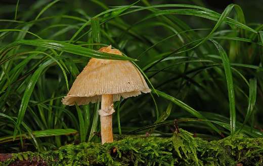 Agaric fungal mushroom nature