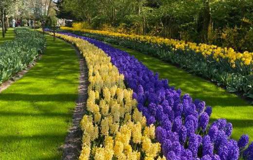 Beautiful landscape yellow marie blue hyacinth