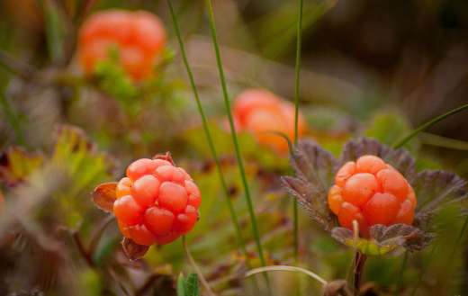 Cloudberry fruits