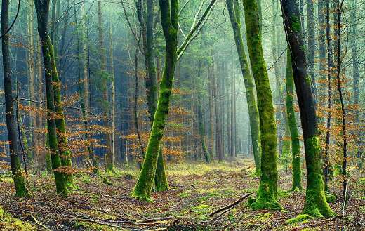 Forest photo branches of trees