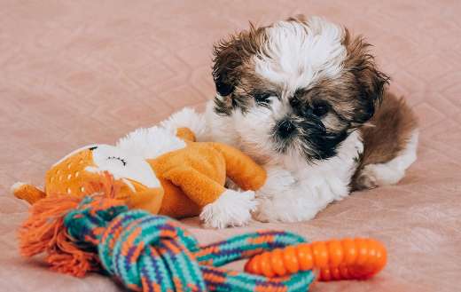 Shih tzu animal dog