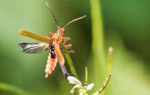 Soft beetle insect