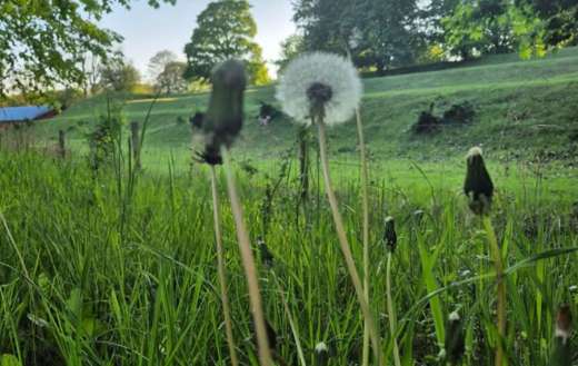 Taraxacum officinale dandelions nature